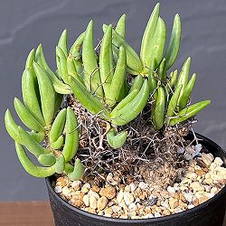 チレコドン：レティキュラーツス(万物想)3号鉢植え26-03