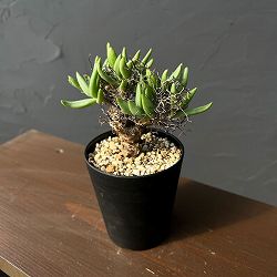 [ザ・ファームセレクト]チレコドン：レティキュラーツス(万物想)3号鉢植え26-04