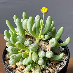 オトンナ：クラビフォリア　3号鉢植え*