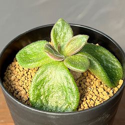 [ザ・ファームセレクト]チレコドン：エクティプス　3号鉢植え