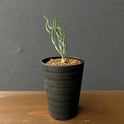 ゲチリス：ナマクエンシス　3号