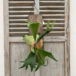 ビカクシダ（コウモリラン）：ネザーランド　長板付け