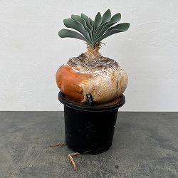 ブーファン：ハエマンソイデス　6号25-01