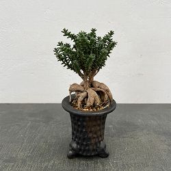 トリコディアデマ：デンサム（アフリカ盆栽）　4号2信楽焼鉢6-01