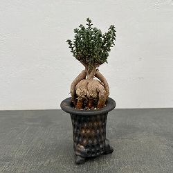 トリコディアデマ：デンサム（アフリカ盆栽）　4号信楽焼26-02