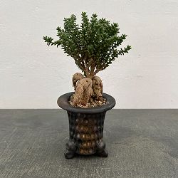 [ザ・ファームセレクト]トリコディアデマ：デンサム（アフリカ盆栽）　4号信楽焼鉢26-03