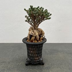 トリコディアデマ：デンサム（アフリカ盆栽）　4号信楽焼鉢26-04