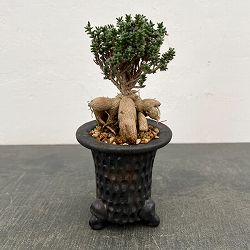 トリコディアデマ：デンサム（アフリカ盆栽）　4号26-05