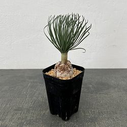 ゲチリス：グランディフローラ　3号26-01