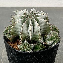 ユーフォルビア：ホリダ　3号鉢植え26-01