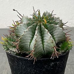 ユーフォルビア：ホリダ　3号鉢植え26-02