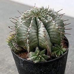 ユーフォルビア：ホリダ　3号鉢植え26-03