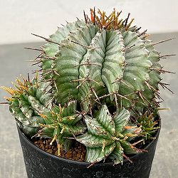 ユーフォルビア：ホリダ　3号鉢植え26-04