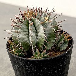 ユーフォルビア：ホリダ　3号鉢植え26-05