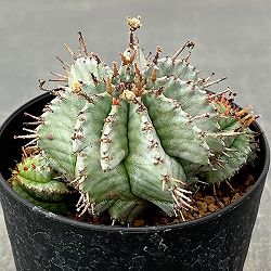 ユーフォルビア：ホリダ　3号鉢植え26-06