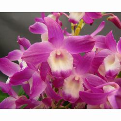 デンドロビウム：ハマナレイクドリーム2号ポット