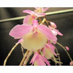 デンドロビウム　ビーラルディハダノピンク 2.5号ポット