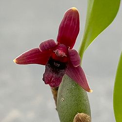 マキシラリア：バリアビス ブラックベリー 2号ポット