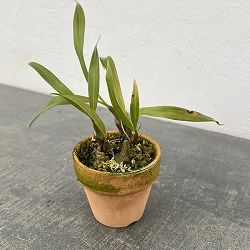 セロジネ：ユニフローラ　2.5号