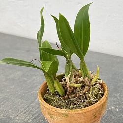 セロジネ：ファンブリアータ　2.5号