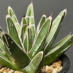 アガベ：笹の雪　コンパクタ　3号鉢植え