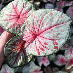 [26年3月中下旬予約]カラジウム：トッツィ　3.5号ポット