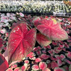 [26年3月中下旬予約]カラジウム：パルマータ　3.5号ポット