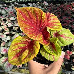 [26年3月中下旬予約]カラジウム：ティグレス　3.5号ポット