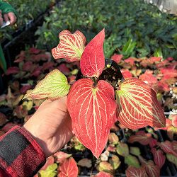 [26年3月中下旬予約]カラジウム：サンシャイン　3.5号ポット