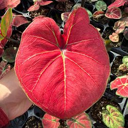 [26年3月中下旬予約]カラジウム：パッション　3.5号ポット