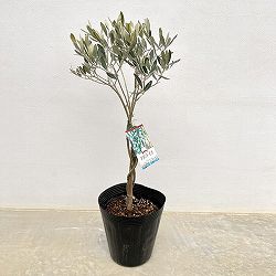 オリーブ：フラントイオ スタンドねじり仕立て6号ポット