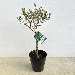 オリーブ：コロネイキ スタンドねじり仕立て6号ポット