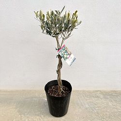 オリーブ：ルッカ スタンドねじり仕立て6号ポット