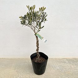 オリーブ：シプレッシノ スタンドねじり仕立て6号ポット