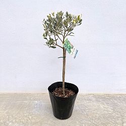 オリーブ：ワッガベルダル スタンド仕立て6号ポット
