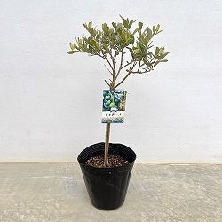 オリーブ：レッチーノ スタンド仕立て6号ポット