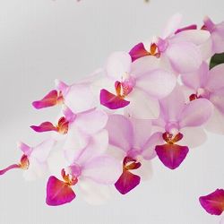 ミディコチョウラン：アンナララティ1-2本立ち 2.5号陶器鉢植え