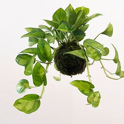 ポトス：グローバルグリーン　コケ玉仕立て