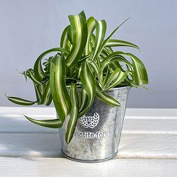 [ギフトに]オリヅルラン：ボニー／フォレットシルバーブリキポット