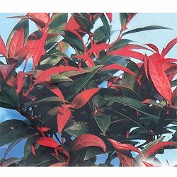 西洋イワナンテン（岩南天）：ゼブリット2.5号ポット