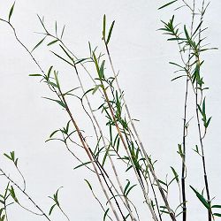 セッコク（石斛）：竹葉セッコク5号鉢植え