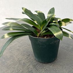 クンシラン:雀蘭＆#10005;曙　交配種　5号鉢植え