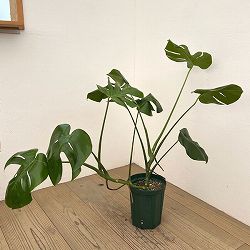 モンステラ：根（茎）上がり　5号ポット