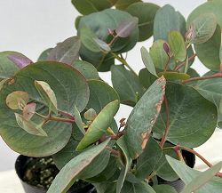 ユーカリ：アクセデンス3.5号ポット