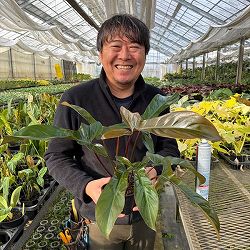 [26年3月中下旬予約]フィロデンドロン：フロリダ　ブロンズ　3.5号鉢植え