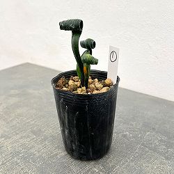 クンシラン：クリビア・カール3号ポット26-01