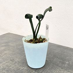 クンシラン：クリビア・カール3号ポット26-02