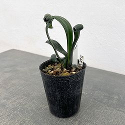 クンシラン：クリビア・カール3号ポット26-04