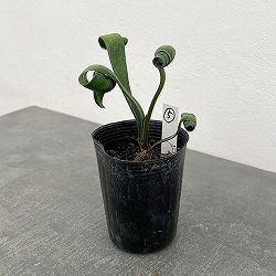 クンシラン：クリビア・カール3号ポット26-05