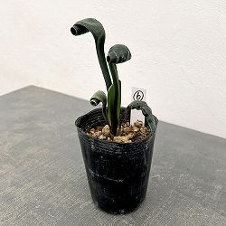 クンシラン：クリビア・カール3号ポット26-06